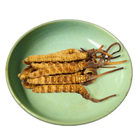 Flor Cordyceps de alta calidad Cordyceps militaris cordiceps Cordyceps sinensis