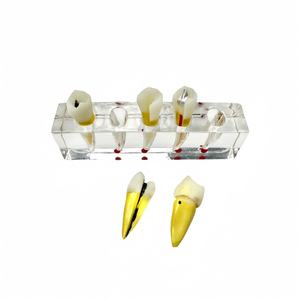 Chambre à pulpe amovible et système de <span class=keywords><strong>canal</strong></span> radiculaire pour la pratique de la pathologie de l'école dentaire avec modules de lésion périapicale - Product Image 2