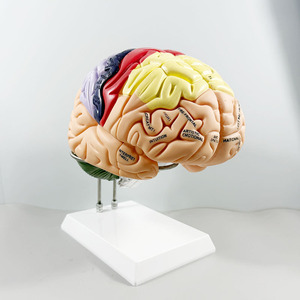 Ciencia Médica - Anatomía Humana - Modelo de 4 Partes del Nervio Cerebral y la Estructura de Zonificación Funcional del Cerebro, Doble del Tamaño Original - Product Image 5