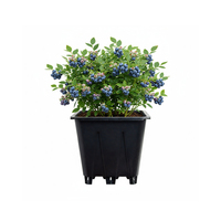 Pot de pépinière carré double couche en PE de 10 L pour la culture de baies, légumes et fleurs - Utilisation au sol