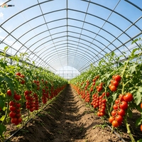 Film de serre en polyoléfine en gros, personnalisé OEM, anti-goutte, anti-buée, protection UV, film stable pour tunnels agricoles