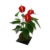 Vente en gros : Anthurium artificiel rouge à toucher réel, Kokedama, boule de mousse, bonsaï, fausse plaque d'anthurium pour la décoration de la maison, du bureau et du bureau de travail