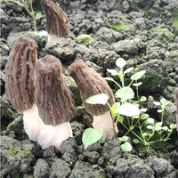 Morilles fraîches cultivées entières noires 5-8cm - Morchella crue de qualité supérieure pour la cuisine gastronomique - Vente en gros en vrac Marque Goodex