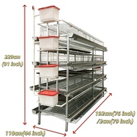 Cage à poules pondeuses semi-automatique galvanisée multi-niveaux pour l'élevage de poulets, avec système de nettoyage du fumier chaud et froid