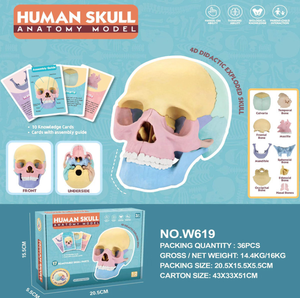 어린이를 위한 4D 인간 두개골 모델 뼈를 가르치는 데 사용되는 과학 및 공학 장난감 쉬운 조립 - Product Image 4
