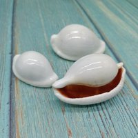 Coquillages naturels de lapin blanc, cauris pour la décoration de la maison en DIY