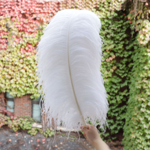 Lớn 55-60cm màu hồng chim cưới 70-75cm trắng đà điểu lông thân thiện với môi nhuộm tiệt trùng màu sắc tùy chỉnh trang trí nhà - Product Image 2