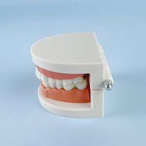 Prothèses dentaires, modèles dentaires, instruments et matériaux dentaires : vente en gros pour fabricants, simulation pédagogique, petits modèles dentaires - Product Image 2