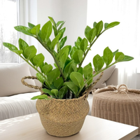 Arbre à argent Zamiifolia réaliste en gros, prix bas, plante artificielle en plastique pour la décoration de la maison