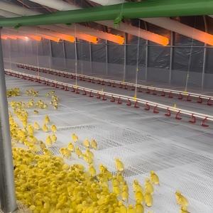 Grande Serra Completamente Chiusa in PVC a Doppio Strato <span class=keywords><strong>per</strong></span> l'Allevamento di Anatre da Carne - Product Image 4