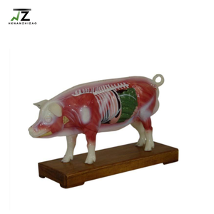 Modelo de entrenamiento de ciencia médica, modelo de acupuntura de cerdo para la enseñanza <span class=keywords><strong>y</strong></span> el aprendizaje, Animal - Product Image 3