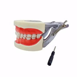 Modello Standard dei denti pratica lo studente dentale in resina acrilica modello 32 denti tipodoni dentali con articolatore DP - Product Image 3