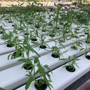 Système de culture hydroponique NFT agricole en conteneur, canal PVC pour système de culture, grand, durable, écologique - Product Image 2