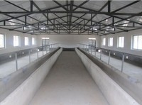 Poulailler en métal préfabriqué à construction rapide, structure en acier pour élevage de volailles