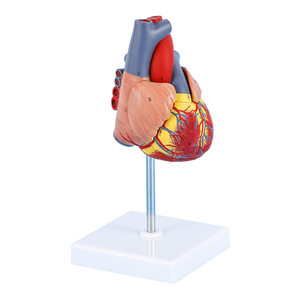 Modelo de Corazón Humano Bestcare, Anatómico y Desmontable, Escala 1:1, Ayuda Didáctica Médica con Trombosis y Vasos Sanguíneos - Product Image 4