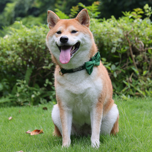 <span class=keywords><strong>Collar</strong></span> de perro de terciopelo suave y sólido de diseño de lujo de fábrica Okeypets, cuello ajustable, tamaño de logotipo personalizado, <span class=keywords><strong>Collar</strong></span> para perros pequeños y medianos - Product Image 3