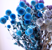 Rangkaian Bunga Echinops Thistle Biru Kering Alami - Bunga Kering Asli untuk Dekorasi Rumah & Acara Pernikahan