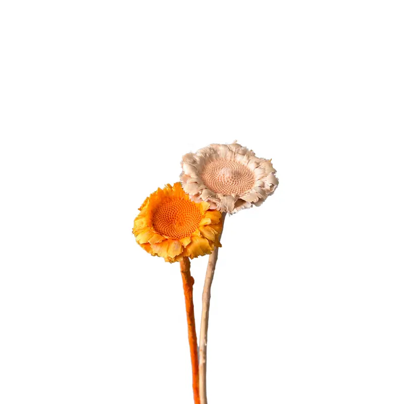 Hoem Decorativo Secchi Flora Africana Sole Fiore Protea Compacta Secchi Girasole Crisantemo