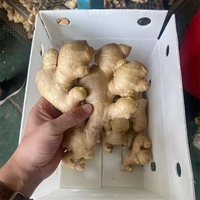 Anqiu Origin Gingembre séché à l'air frais