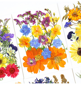 20 piezas, nuevo diseño, gran oferta, paquetes de prensa de flores de microondas secas naturales, flores prensadas secas de Arte de resina - Product Image 1