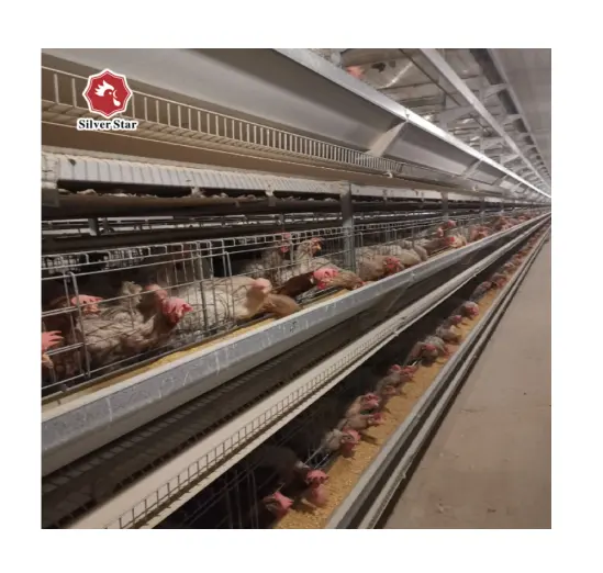 China Supplier Automatic Layer Chicken Cages Poultry Field Stacked Layer Cage For Sale