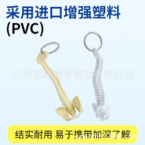 Llavero con modelo de columna vertebral humana, modelo de columna vertebral en miniatura, vértebra, espécimen de columna vertebral humana, vértebra lumbar, modelo esquelético - Product Image 4