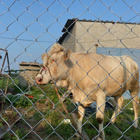 Clôture de champ en treillis métallique galvanisé à charnières pour moutons, cerfs et bétail