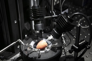 Tek Sinyalli veya Eşzamanlı Çift Floresan Görüntülemeyi Destekleyen Optik Haritalama CMOS Kamerası - Product Image 3