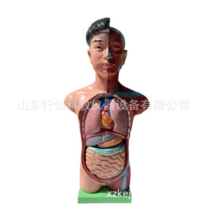 Modèle de torse humain demi-corps pour enfants, instrument pédagogique, modèle de structure humaine avec organes internes, fabricant - Product Image 4