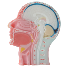 Cuộc Sống Kích thước giảng dạy y tế Viện trợ đầu Mô hình giải phẫu khoa học y tế đầu mô hình medican khoa học giải phẫu đầu mô hình cho giáo dục - Product Image 2