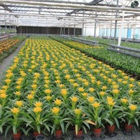 Serre en film |   Structure de cadre de serre |   Grande serre en plastique multi-voûtes pour plantes