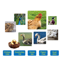 Incubateur d'œufs automatique pour volailles, poulets, cailles, 4000 œufs, commercial, à vendre en Éthiopie