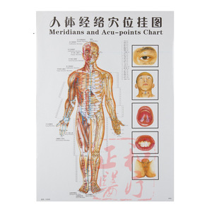 Human Meridian And Acupoint Wall Chart Set 7Pcs Plastic Bilingual Chinese English For Acupuncture Therapy - Product Image 2