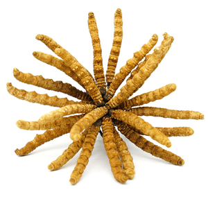 Chất lượng cao Cordyceps Sinensis chiết xuất Cordyceps Militaris chiết xuất - Product Image 2