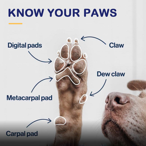 Crema Idratante Protettiva per Zampe di Cani con Etichetta Privata, con Nutrienti Naturali per la Cura delle Zampe degli Animali Domestici - Product Image 3