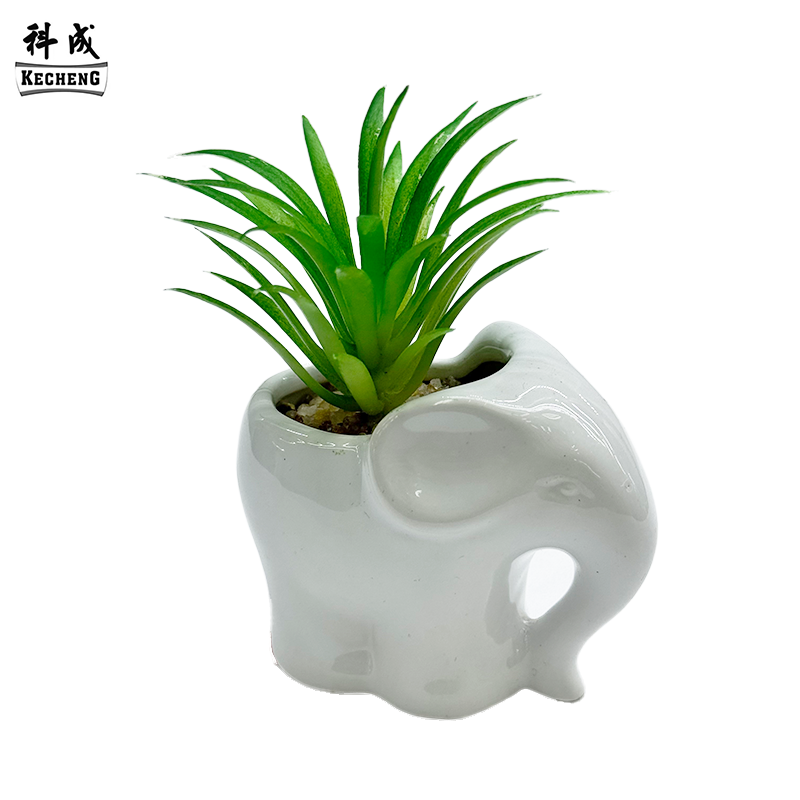 Éléphant blanc (Mélange succulent)