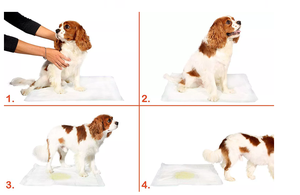 Tapis de propreté pour chien super absorbants, jetables, haute qualité, pour l'apprentissage de la propreté des animaux, marque privée, en vrac - Product Image 4