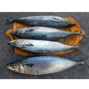 Maquereau du Pacifique surgelé, maquereau frais surgelé, <span class=keywords><strong>poisson</strong></span> surgelé 200-300g, maquereau du Pacifique - Product Image 2