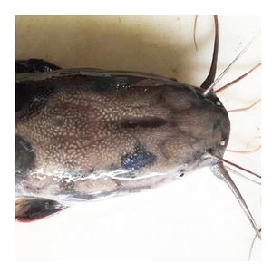 Venta superior de alta calidad a granel congelado todo redondo bagre IQF mariscos pescado de China en alta demanda - Product Image 5