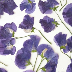ดอกอัญชันหวาน - Product Image 1