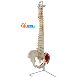 Menselijke Anatomie Occipitale Bassin En Spierpunt Levensgroot Spinale Model Voor Medisch Onderwijs - Product Image 1