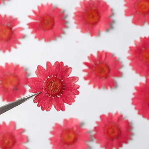 12PCS Naturel Réel Coloré Pressé Séché Daisy Fleur pour la Fabrication de Bijoux Téléphone Cas Décor - Product Image 4