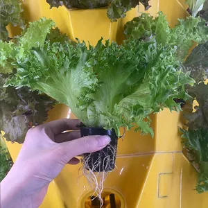 Nông Nghiệp Nhà Kính Trong Nhà Nhà Aeroponic Phát Triển Tháp Vườn Thủy Canh Tháp Dọc Hydroponics Hệ Thống