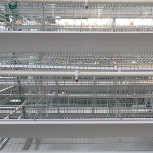 Jaulas para Gallinas Ponedoras Tipo H Totalmente Automáticas con Sistema de Eliminación de Estiércol para 35000 Aves, Cría Avícola a Gran Escala - Product Image 4