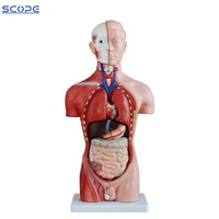 Cuerpo de simulación humana desmontable para hombre y mujer, modelo anatomico, Torso, 42cm