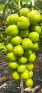 องุ่นเขียวไร้เมล็ดองุ่นองุ่นองุ่นเขียวธรรมชาติพร้อมวิตามินที่เข้มข้น - Product Image 5