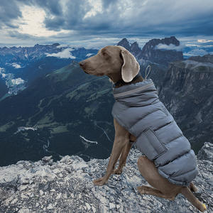 Venta al por mayor suave acolchado impermeable cálido invierno perro abrigo chaleco Whippets <span class=keywords><strong>italiano</strong></span> galgos <span class=keywords><strong>ropa</strong></span> - Product Image 3