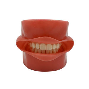 نموذج ممارسة طب الأسنان مكون من 28 قطعة لتمارين الفم بالكامل بأسنان قابلة للفصل - Product Image 1