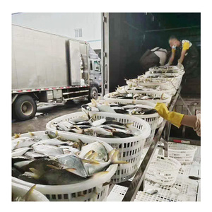 Premium qualità cina Farm allevato congelato intero rotondo <span class=keywords><strong>Pompano</strong></span> dorato con fornitura stabile - Product Image 4