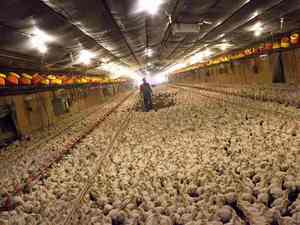 Structure en acier Poulet Ferme Maison de poulets de chair Hangar de ferme Bâtiment de volaille Entrepôt préfabriqué Buildngs - Product Image 6